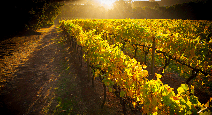 Main Ridge Estate Vineyard